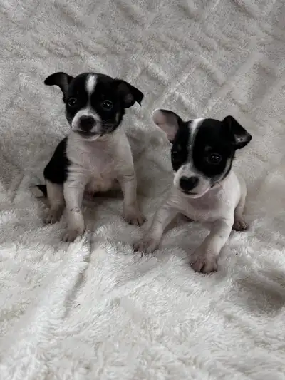 chi terrier, View more
