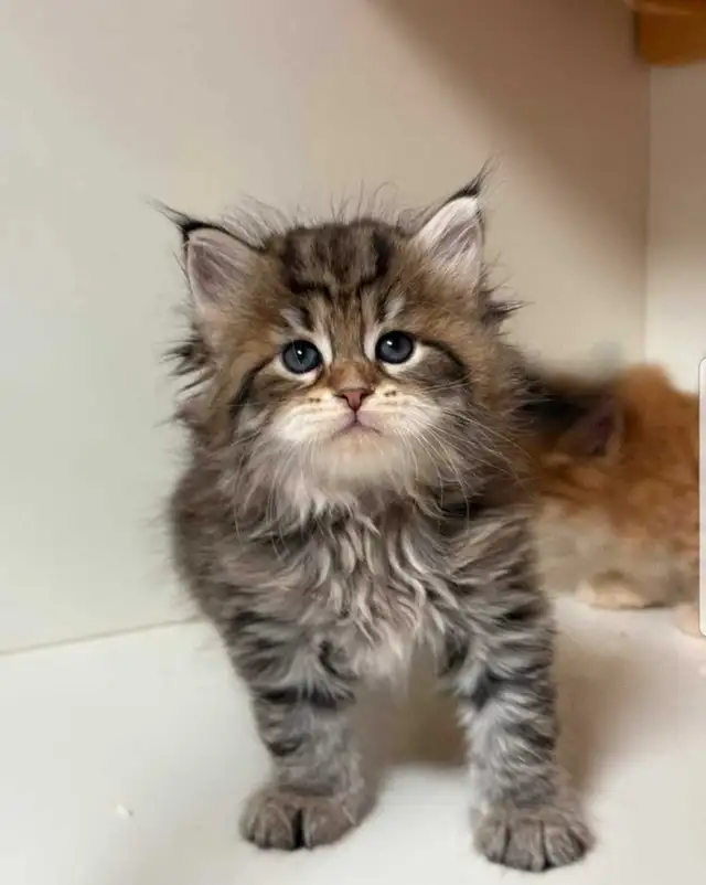 Siberian kittens