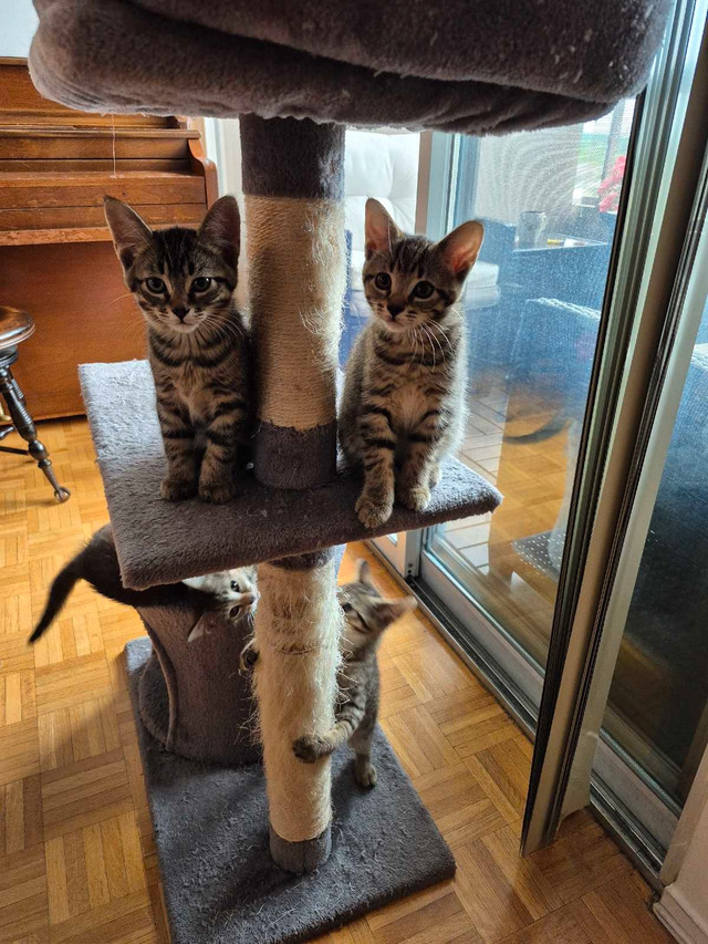 Affectionate Tabby Kittens, Never Bite or Scratch. in Cats & Kittens for Rehoming in City of Toronto - Image 2