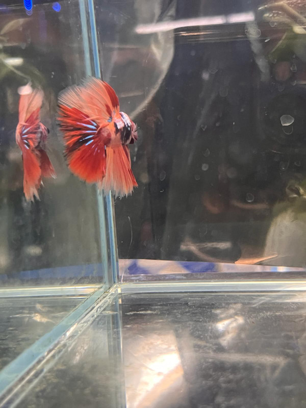 Bettas - Halfmoons and Dumbo ears in Fish for Rehoming in Mississauga / Peel Region - Image 2