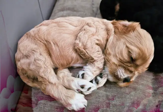 Canadian Cocker Spaniel Purebreed Puppies for RESERVATION!!!!! in Dogs & Puppies for Rehoming in St. Catharines - Image 6