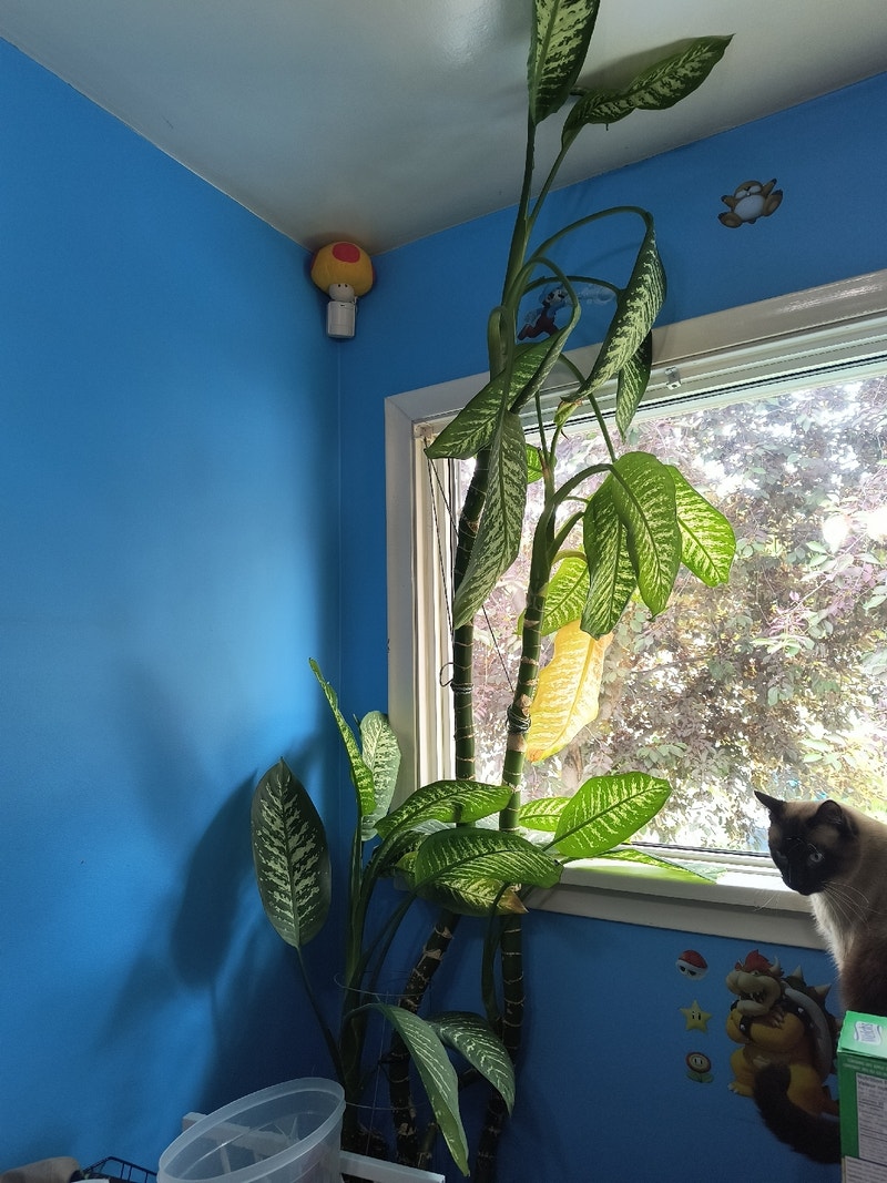 Dieffenbachia plant Plants, Fertilizer & Soil Edmonton Kijiji