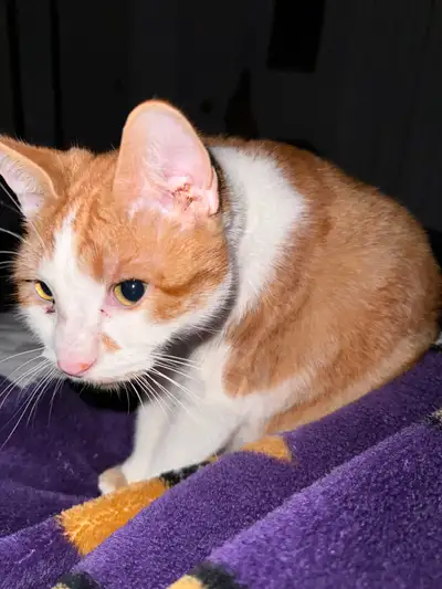 Orange tabby rehoming, View more