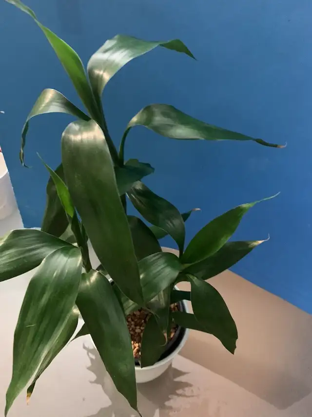 3 Lucky Bamboo  with beautiful inner & outer planter/Flower Pot in Patio & Garden Furniture in Markham / York Region - Image 5