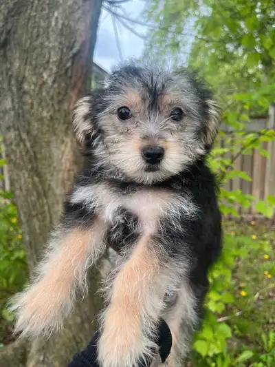 We’re thrilled to introduce a new litter of healthy Morkie puppies! Raised with plenty of love and c...