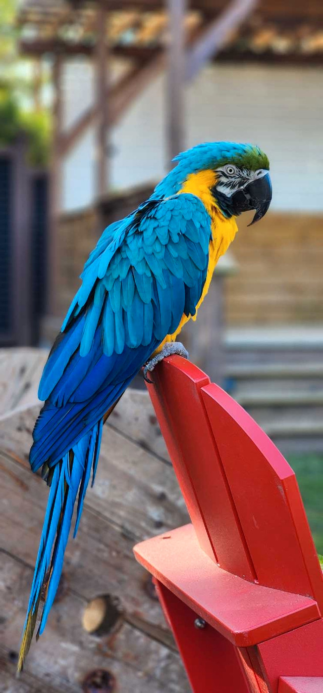 Blue and gold Mccaw in Birds for Rehoming in Abbotsford - Image 3