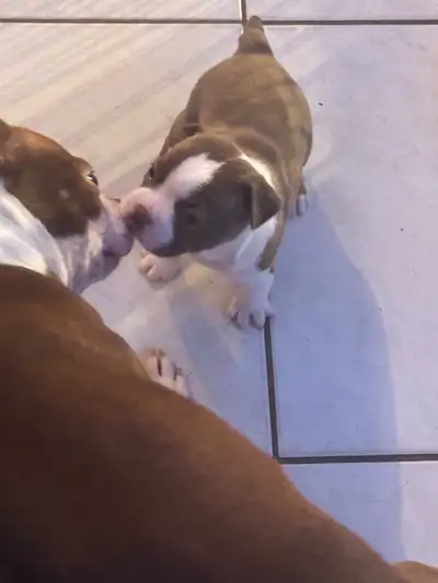 Hello I have 4 beautiful puppy’s left 1 female black and white 1 brown and white 1200 2 black and wh...