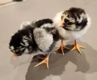 Silver laced Wyandotte chicks for sale