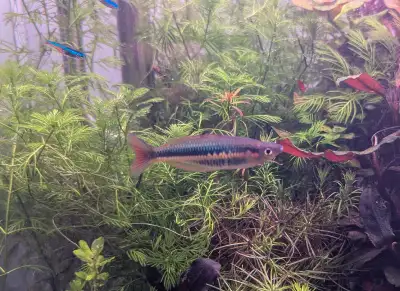 Rare Male Rainbowfish, View more