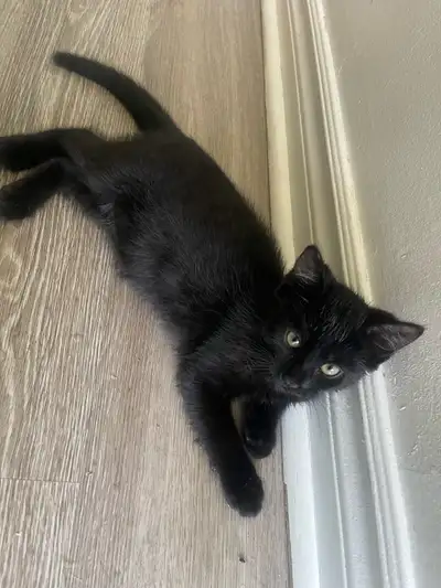 make kitten 10 weeks, View more