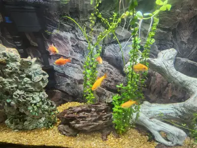 Complete 30 gal aquarium setup with fish, View more