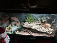 Leopard Gecko with Full Setup