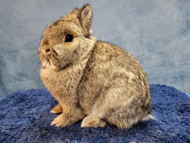 EXTRAODINAIRE BÉBÉ LAPIN BÉLIER Hollandais * Holland lop bunny in Small Animals for Rehoming in City of Montréal - Image 11