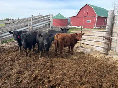 simm  Angus cross replacement heifers, View more