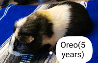 Senior Male Guinea Pig(5 years old)