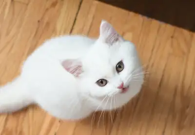 British Shorthair Kittens - TICA registered , View more
