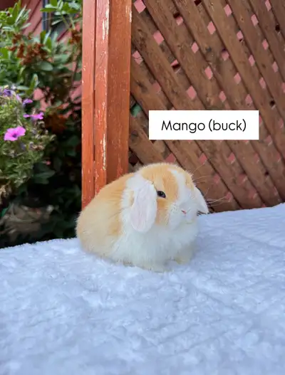 **Adorable Holland Lop baby bunnies**, View more