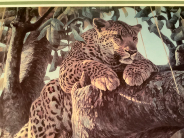 Cdn Robert Bateman’s 1979 Print “Leopard in a Sausage Tree” in Arts & Collectibles in Belleville - Image 3