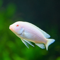 snow white cichlid for sale at TT pets
