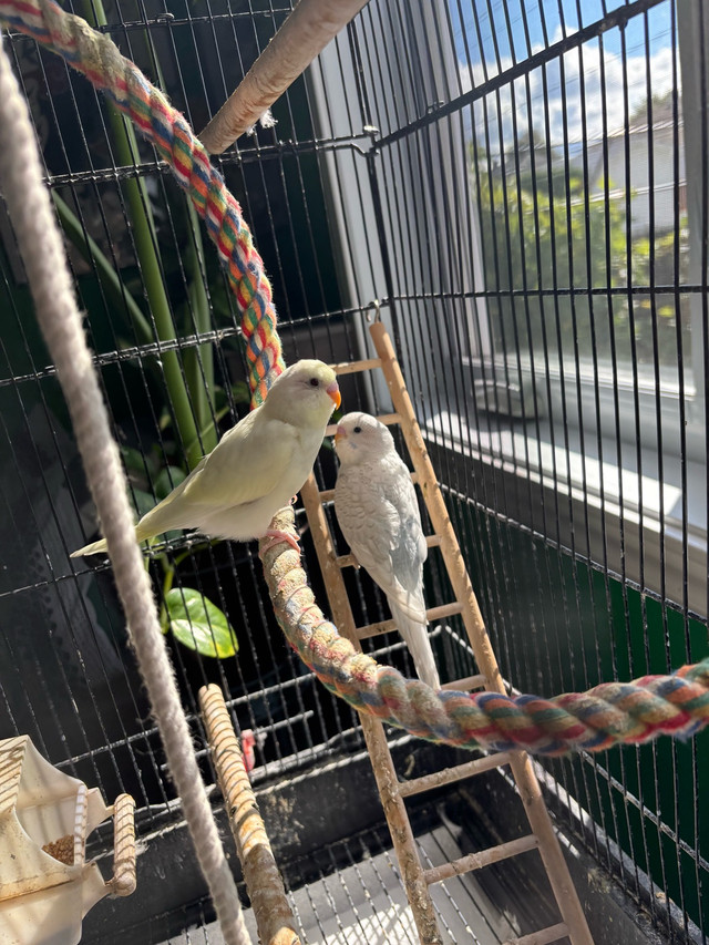 Perruches dans Oiseaux à adopter  à Laval/Rive Nord - Image 3