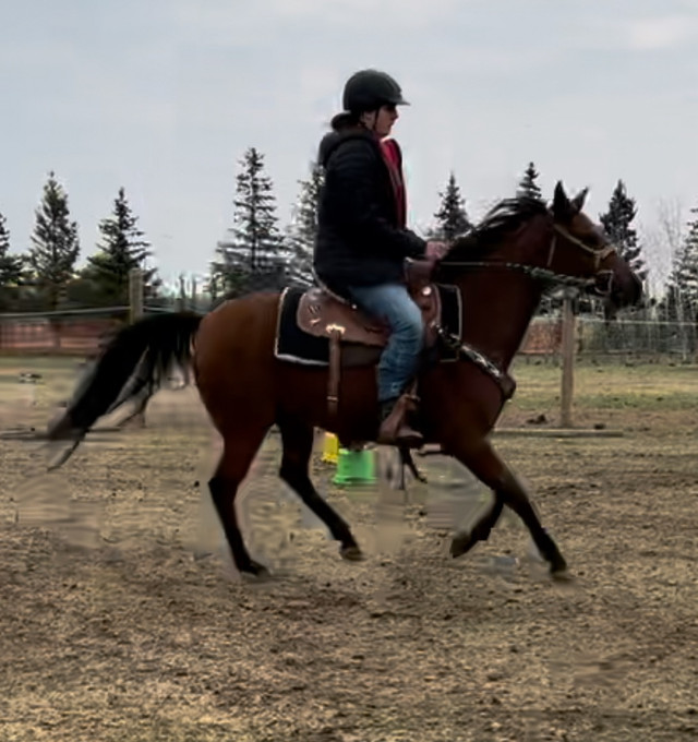 Project horse - Sport gelding in Horses & Ponies for Rehoming in Calgary - Image 2