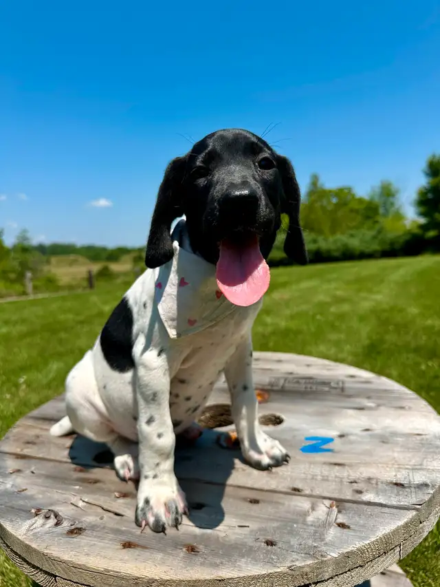 German shorthaired pointer puppies in Dogs & Puppies for Rehoming in Windsor Region - Image 10