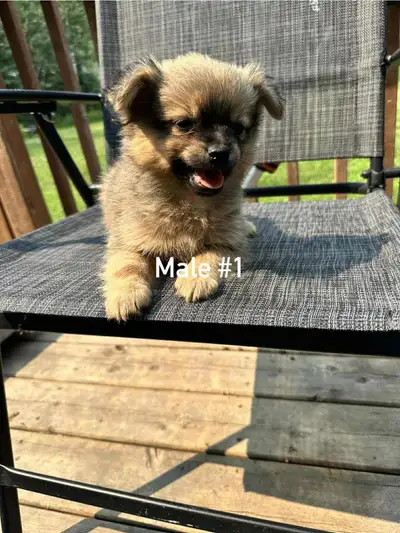 2 young male pups available, View more