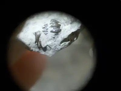 NEW FLEXICALYMENE FIND FROM SOUTHERN ONTARIO, View more