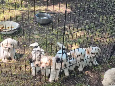 Bichon/Spaniel puppies, View more