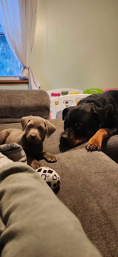 Bella sliver labrador, View more