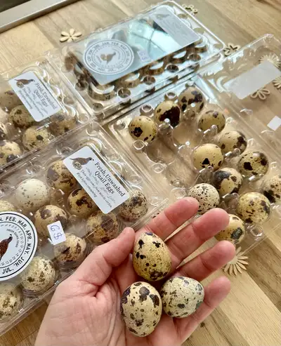 Œufs de cailles à vendre Les œufs de caille sont très intéressants sur le plan nutritionnel.️ À poid...