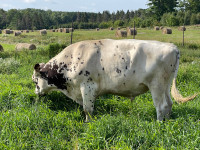 Polled red and white Holstein bull