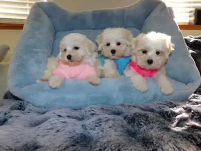 Tiny Toy M orkie Puppies, View more