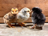 Barnyard mix chicks