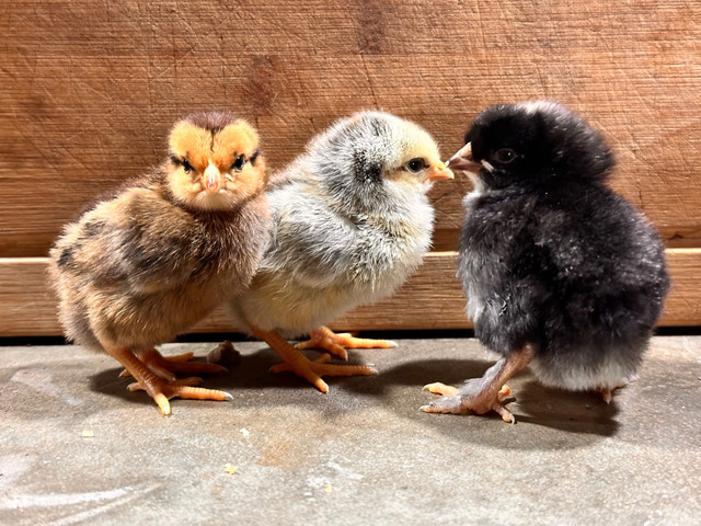 Barnyard mix chicks in Livestock in Renfrew