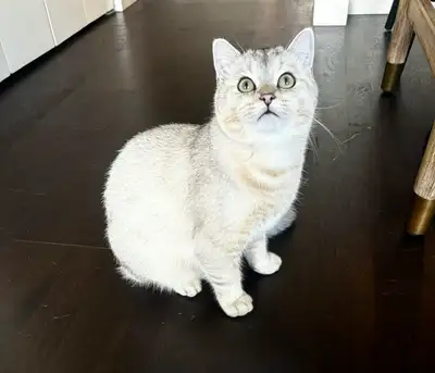 ✨ Purebred British Shorthair Kitten for Adoption – Downtown Vancouver ✨ Details: • Breed: Purebred B...