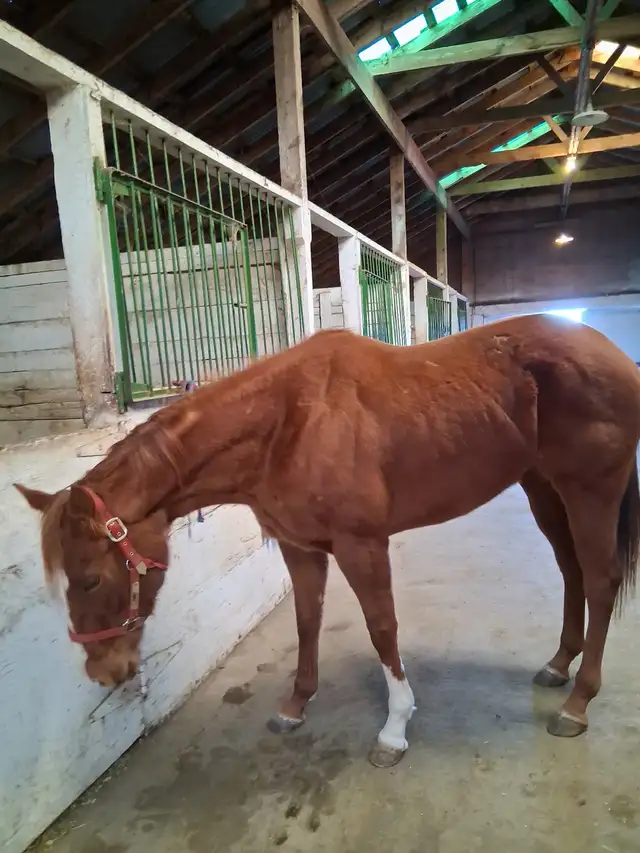 beautiful chestnut mare in Horses & Ponies for Rehoming in Lethbridge - Image 6