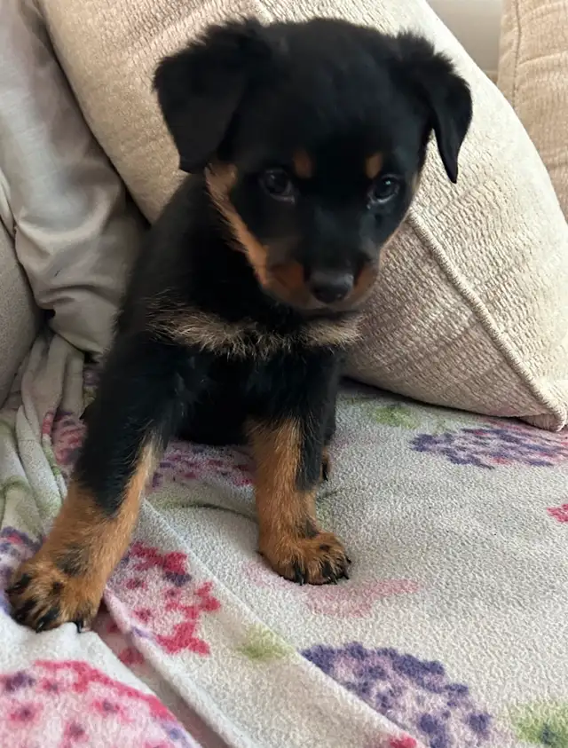 Rottweiler Puppies 2F 2M in Dogs & Puppies for Rehoming in Oakville / Halton Region - Image 6