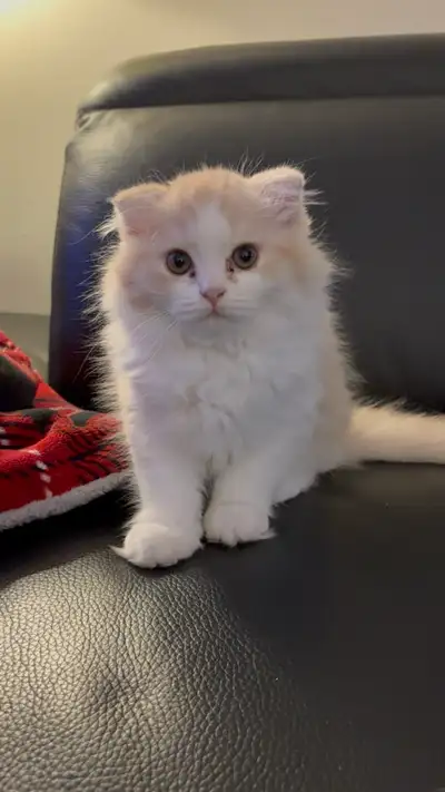 Adorable Scottish fold X Persian He's ready for his new home Litter trained Eating wet and dry First...