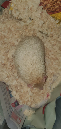 Hedgehog white Males