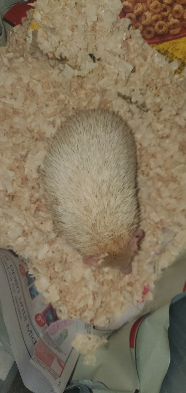 Hedgehog white Males in Small Animals for Rehoming in City of Toronto