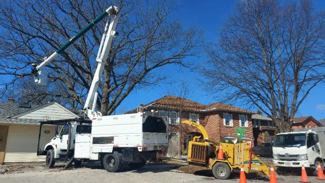 ISA ARBORIST - TREE SERVICES | STUMPS | CLEAN UP in Lawn, Tree Maintenance & Eavestrough in City of Toronto - Image 5