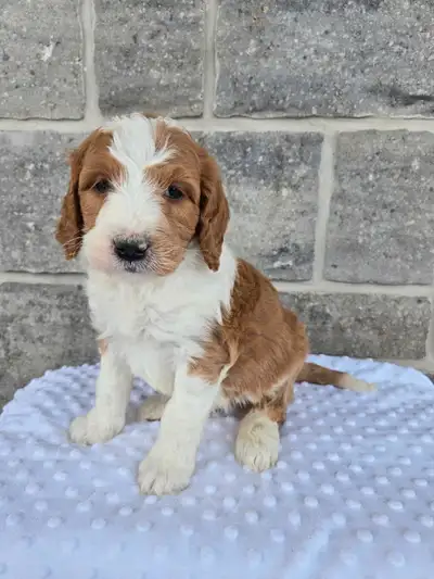 Cedar Echo kennel has 2 stunning litters of medium bernedoodles available to reserve. They will grow...