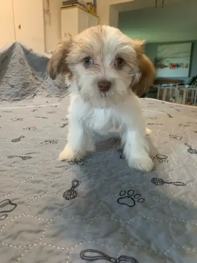 Malshi Puppies, View more