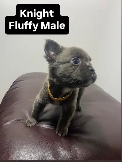 Exotic fluffy French bulldogs, View more