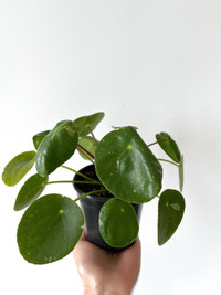Large Variegated Pilea Peperomioides ‘White Splash’ for sale