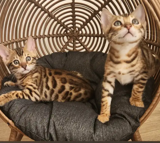 Luxury Bengal Kittens – Trained, Vet-Checked, Ready Now! in Cats & Kittens for Rehoming in Vancouver - Image 2