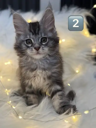 3 chatons Maine Coon, View more