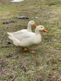 Male and female pekin ducks mix 