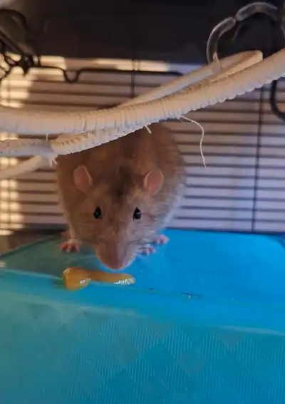 2 Adult Male Rats to Rehome, View more